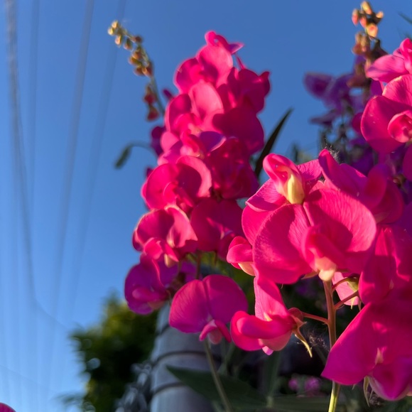 Meet your Posher, Allison - Picture 2 of 2